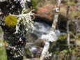 lichen