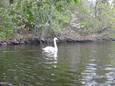 swan without plastic bag over camera