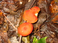 orange mushrooms