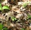 Gater snake at Middlesex Fells.